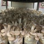 Baby King Oyster Mushroom